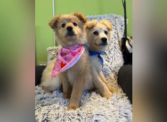 Pamela - energiegeladen, verspielt