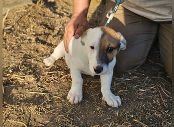 Byron, geboren 15.06.2026, 31cm sucht seine Chance