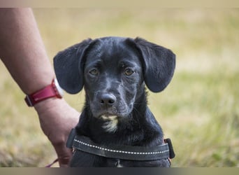 Bubba SI - verspielt, offen 