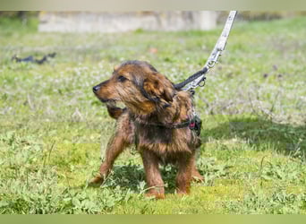 Szakall SI - vorsichtig, aktiv