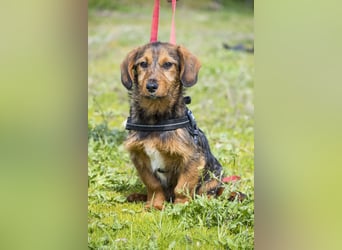 Bajusz - vorsichtig, aktiv