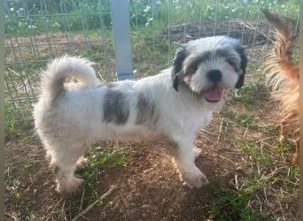 Fritzi sucht ihr Zuhause