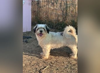 Fritzi sucht ihr Zuhause