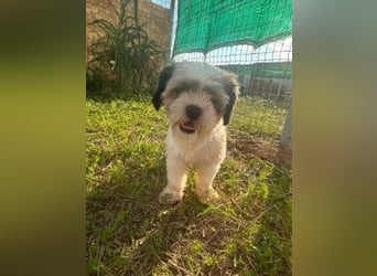 Fritzi sucht ihr Zuhause