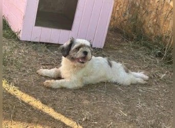 Fritzi sucht ihr Zuhause