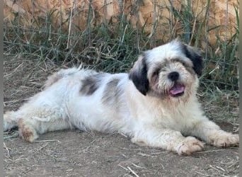 Fritzi sucht ihr Zuhause