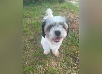 Fritzi sucht ihr Zuhause