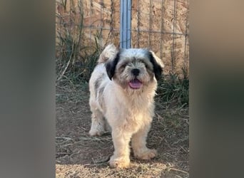 Fritzi sucht ihr Zuhause