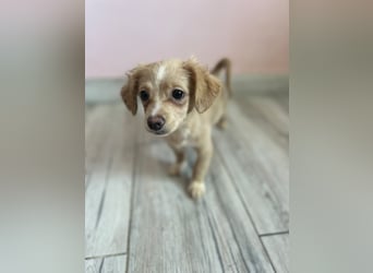 Laila - Team Iuliana