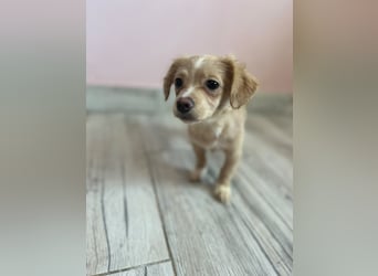 Laila - Team Iuliana