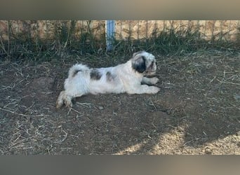 Fritzi sucht ihr Zuhause