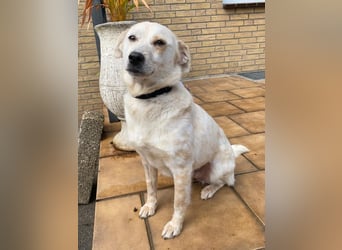 ♥PALOMA♥ neu auf Pflegestelle bei Duisburg - sanfte, ganz liebe, sensible, wunderschöne Hündin 40cm