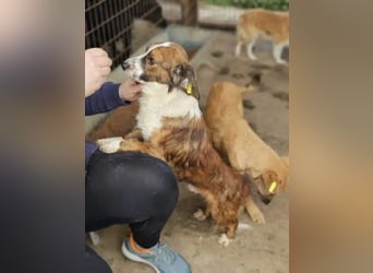 ♥TODDY♥ ab 24.Okt auf Pflegestelle bei Köln- verschmustes, ganz zutrauliches, goldiges Kerlchen 35cm