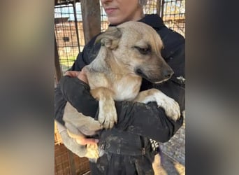 ♥KILA♥ süße, kleine, verspielte, anfangs noch zurückhaltende Junghündin 40 cm