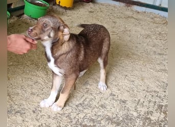 ♥CAPPUCCINO♥ süßer Welpe, der Offenheit, Freundlichkeit und ganz viel Lebensfreude mitbringt 39cm
