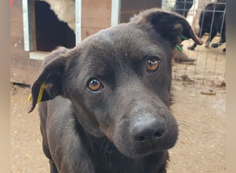 ♥THEO♥ hübscher, ganz lieber kleiner Rüde, der lieber helle Fellfarbe hätte 38 cm