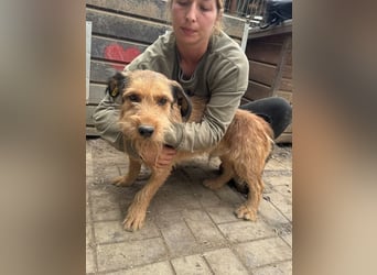 ♥FORREST♥ sensibler, sanfter, noch zurückhaltender kleiner Schatz 38 cm