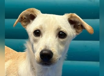 ♥LUNA♥ auf Pflegestelle bei Köln - niedliche, noch unsichere kleine Junghündin 35cm