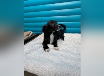 ♥TABU♥ auf Pflegestelle bei Köln - süßer, fröhlicher, verspielter Herzensbrecher 29 cm