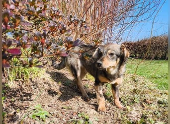 ♥HEIDI♥ neu auf Pflegestelle bei Köln - süße Welpin, die im Moment aufgepäppelt wird 32cm (wachsend)