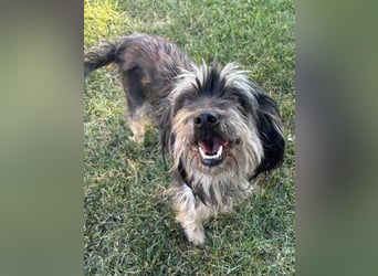 MINNIE, kleiner Frechdachs, 2 Jahre, 35 cm, Pflegestelle Düsseldorf, Tierschutz Rumänien