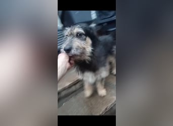 ⭐️JAROD⭐️, herzensguter Hundejunge, 2,5 Jahre, 36 cm, Mischling, Tierschutz