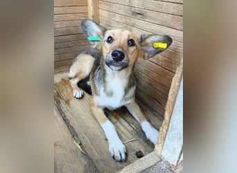 ♥DUMBO♥ neu auf Pflegestelle bei Köln - süßer, lieber, anfangs noch vorsichtiger Rüde 35cm