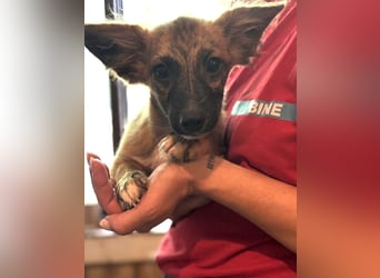 ⭐️DIX⭐️, liebenswerter Rüde, 5 Monate, 20 cm, Mischling, Tierschutz Rumänien
