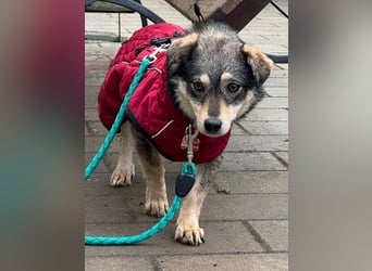 ♥COCONUT♥ neu auf Pflegestelle bei Duisburg - süße, noch etwas schüchterne kleine süße Maus 36 cm