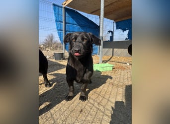 ⭐️MARIUCA⭐️, witzige, kleine Hündin, 3,5 Jahre, 37 cm, Mischling, Tierschutz Rumänien