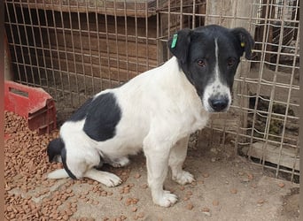 ♥RINGO♥ zuckersüßer, ruhiger kleiner sanfter Schatz 38 cm