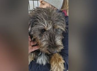 ♥LIMETTE♥ zuckersüße Junghündin, die neu im Tierheim gelandet ist und nicht weiß, wie ihr geschieht