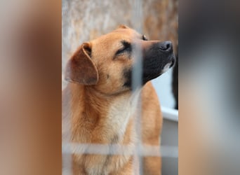 OLLI, lustiges Kerlchen, 1,5 Jahre, 36 cm, Mischling, Pflegestelle Köln, Tierschutz Rumänien