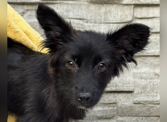 ♥TRACY♥ neu auf Pflegestelle bei Köln - zuckersüßes, verspieltes Welpenmädchen 33 cm (wachsend)