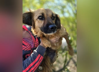 ♥MELLY♥ ab 9. Oktober auf Pflegestelle bei Köln - süße, ganz zutrauliche Hündin 38cm