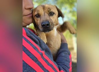 ♥MUFFIN♥ ab 9.Okt auf Pflegestelle bei Köln -süßer, ganz lieber, sehr zutraulicher kleiner Rüde 34cm