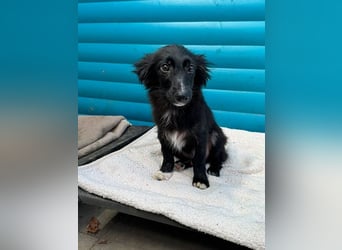 ♥TOKIO♥ auf Pflegestelle bei Köln - zuckersüßer, verspielter kleiner Welpe 28 cm