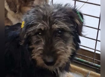 ♥LIMETTE♥ zuckersüße Junghündin, die neu im Tierheim gelandet ist und nicht weiß, wie ihr geschieht