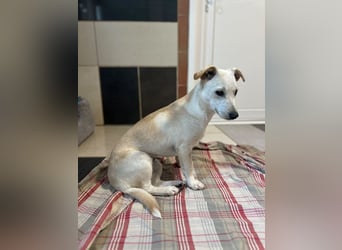 ♥LUNA♥ auf Pflegestelle bei Köln - niedliche, noch unsichere kleine Junghündin 35cm
