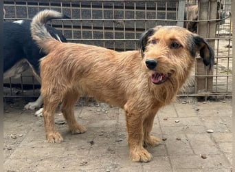 ♥FORREST♥ sensibler, sanfter, noch zurückhaltender kleiner Schatz 38 cm