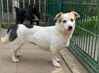 ♥TARA♥ neu auf Pflegest bei Köln-zarte,anfangs noch vorsichtige Hündin, die immer mehr aufblüht 30cm