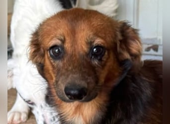♥PINKY♥ ab 4. Sep auf Pflegestelle bei Köln-süßes, superliebes Hundemädchen ca 35 cm (kleinbleibend)