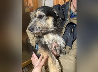 ⭐️JAROD⭐️, herzensguter Hundejunge, 2,5 Jahre, 36 cm, Mischling, Tierschutz