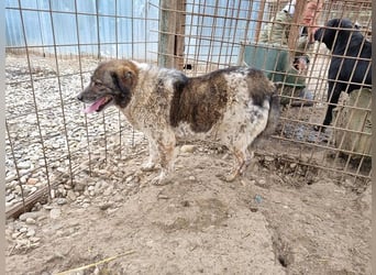 ♥DREAMIE♥ hübsche, sanftmütige, bescheidene Seele von einem Hund 40 cm