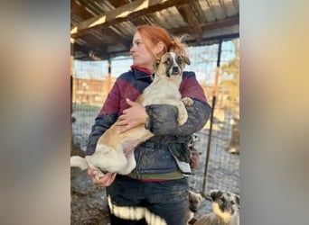 ♥PENINA♥ süße, ganz zutrauliche kleine Hündin mit dem entzückenden Unterbiss 40 cm