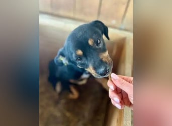 ♥OLIVER♥ süßer, zarter, lieber kleiner Rüde, der mit seinem kurzen Fell im Tierheim friert 40 cm