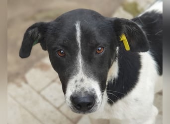 ♥RINGO♥ zuckersüßer, ruhiger kleiner sanfter Schatz 38 cm