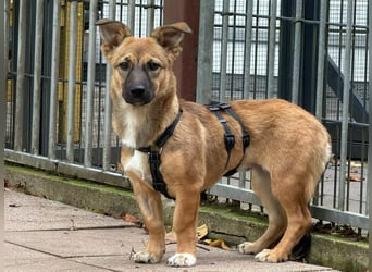 ♥INA♥ auf Pflegestelle bei Köln - süße, ganz liebe, anfangs noch unsichere Junghündin 32cm