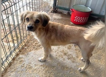♥BARLEY♥ ab 31. Juli auf Pflegestelle bei Köln - wunderschöner, menschenbezogener Junghund 40cm