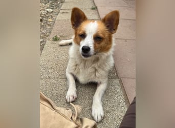 ♥NANA♥ ab 31. Jul auf Pflegest bei Köln -süße, sehr zutrauliche, kinderliebe, lustige Hündin 30-35cm